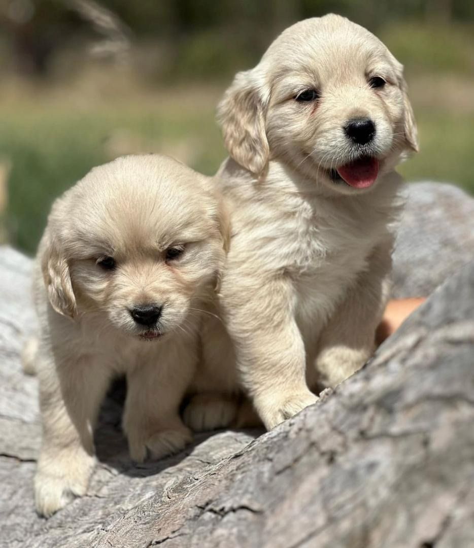 Golden Retriever Welpen – verspielt und liebevoll zu verkaufen
