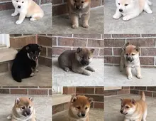 Zuckersüßer 12-wöchen Shiba Inu welpen