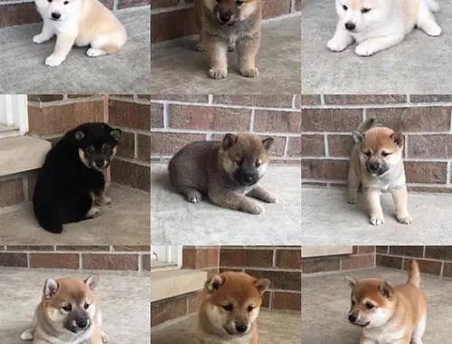 Zuckersüßer 12-wöchen Shiba Inu welpen