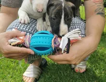 Mini Bull Terrier welpen