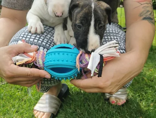 Mini Bull Terrier welpen