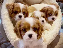 Reinrassiger Cavalier King Charles Spaniel Welpen