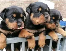 Reinrassiger Rottweiler Welpen