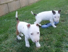 Mini Bull Terrier welpen suchen neues Zuhause mnmn