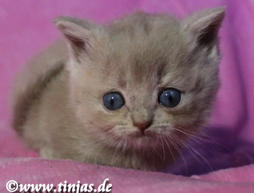 Britisch Kurzhaar Katzenbaby in fawn golden mit grünen Augen