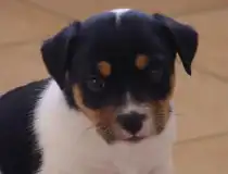 Zucker Süßer Tricolor Jack Russel Welpe zu verkaufen