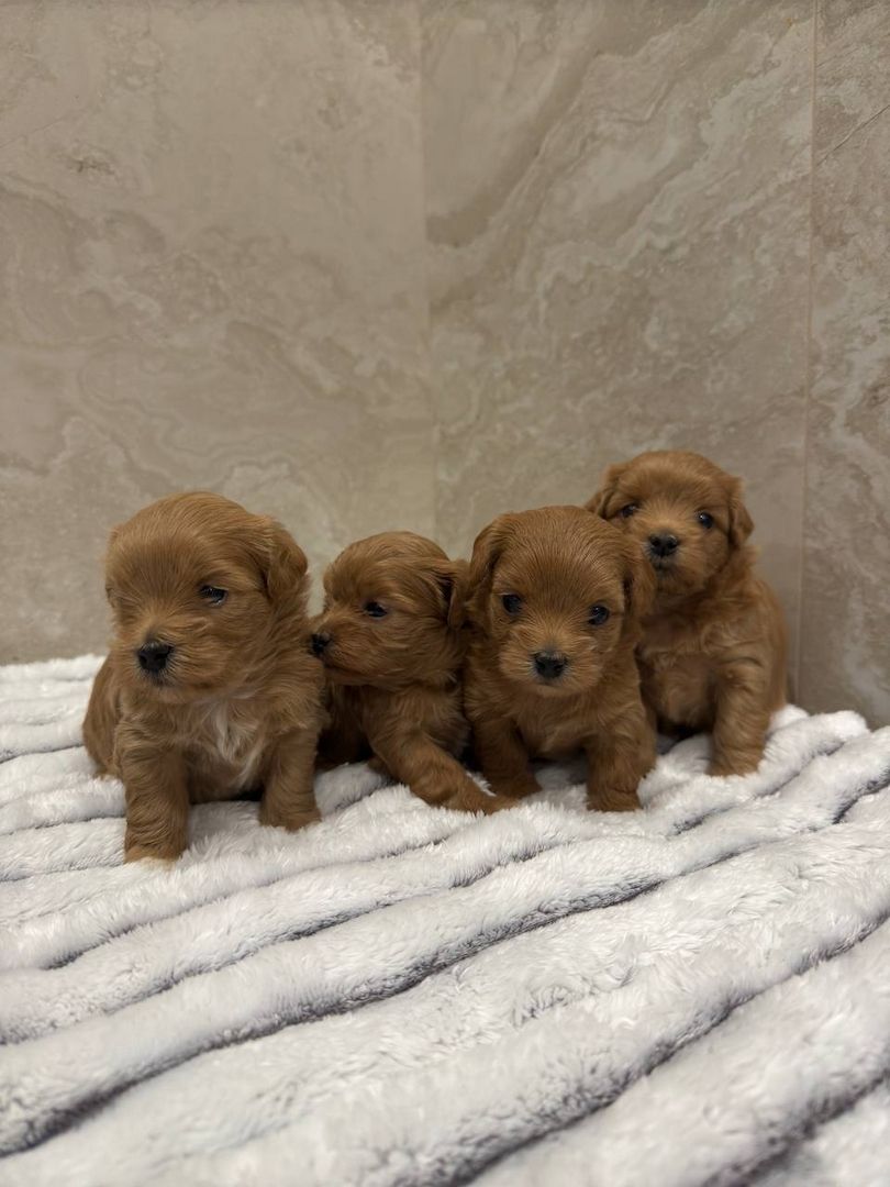 Maltipoo Welpen Verkauf