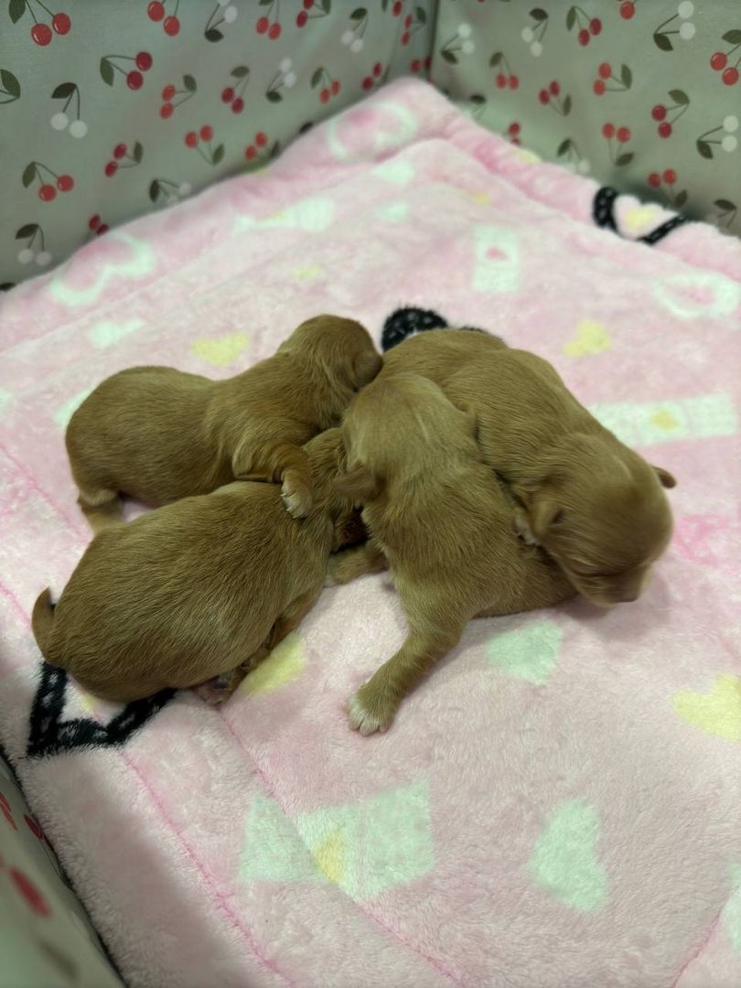 Maltipoo Welpen Verkauf