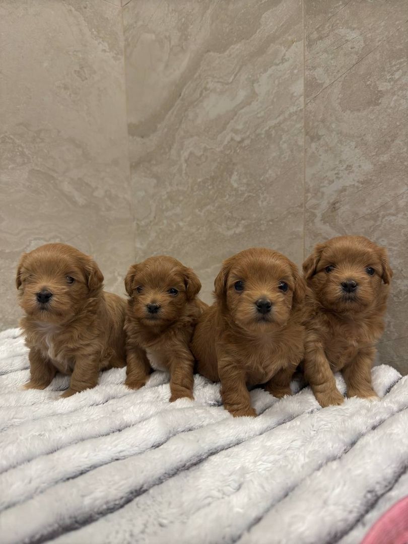 Maltipoo Welpen Verkauf