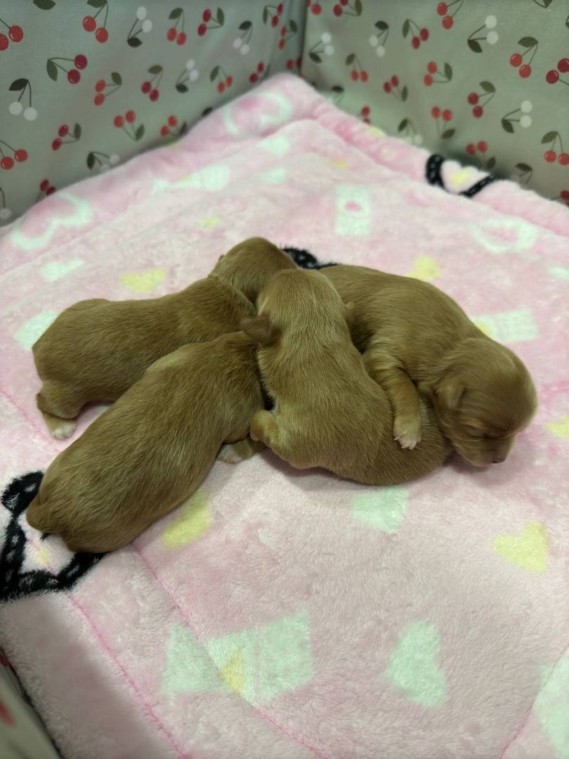 Maltipoo Welpen Verkauf