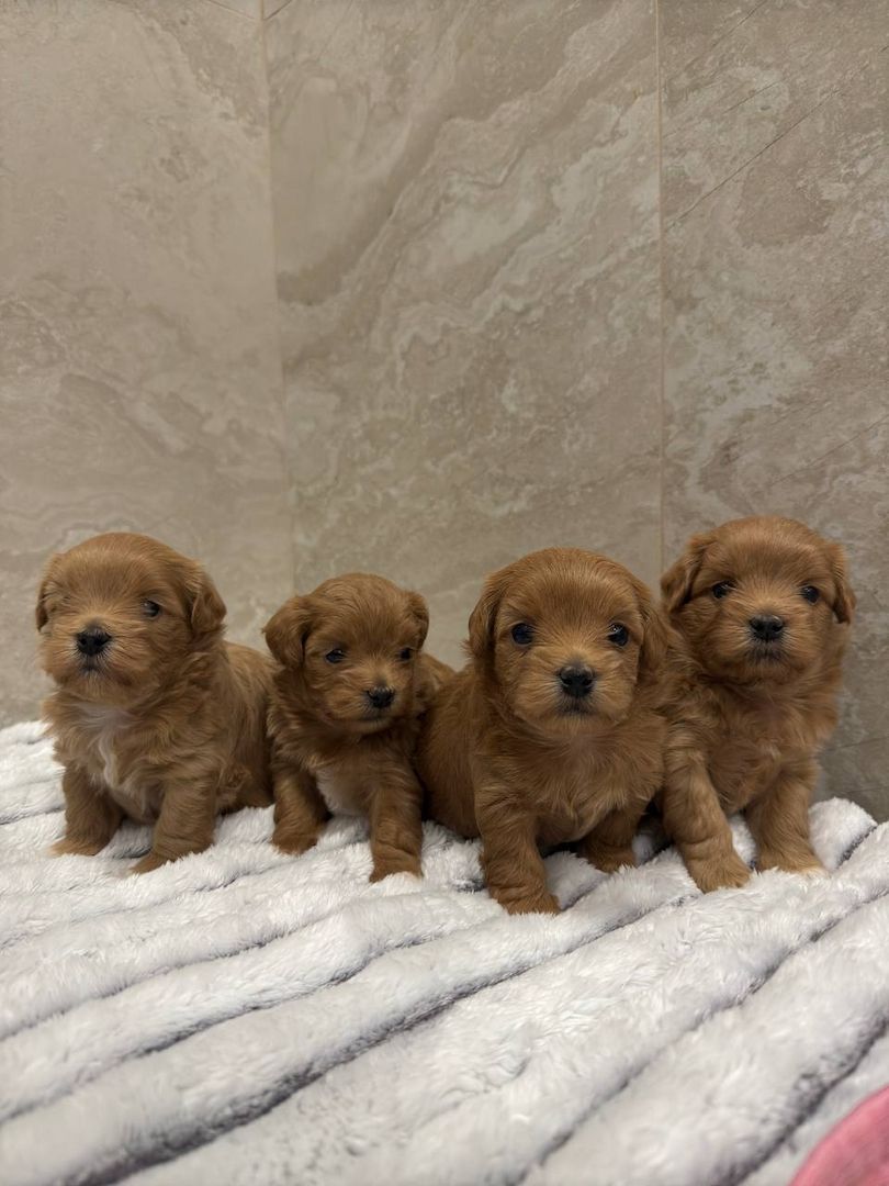 Maltipoo Welpen Verkauf