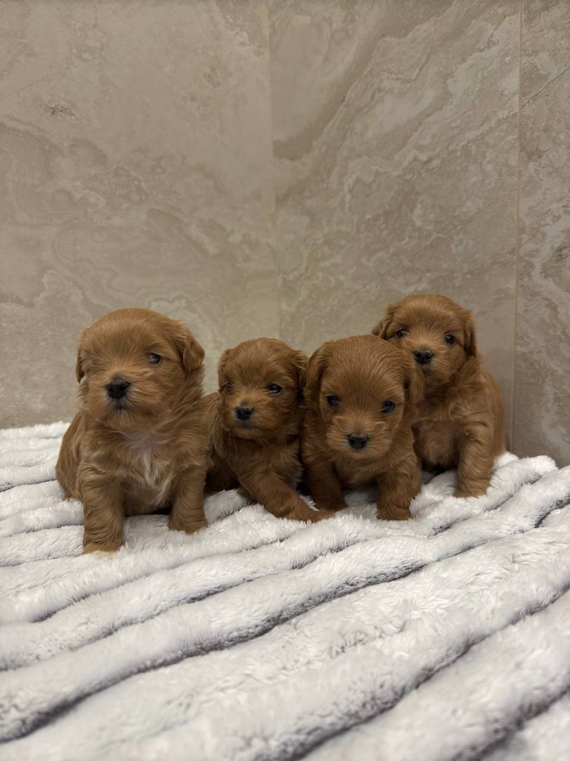 Maltipoo Welpen Verkauf