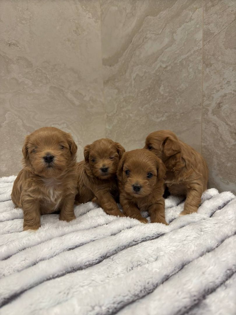 Maltipoo Welpen Verkauf