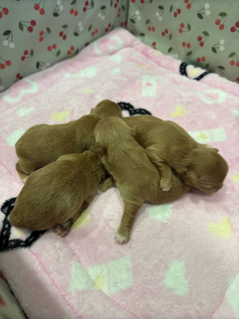 Maltipoo Welpen Verkauf