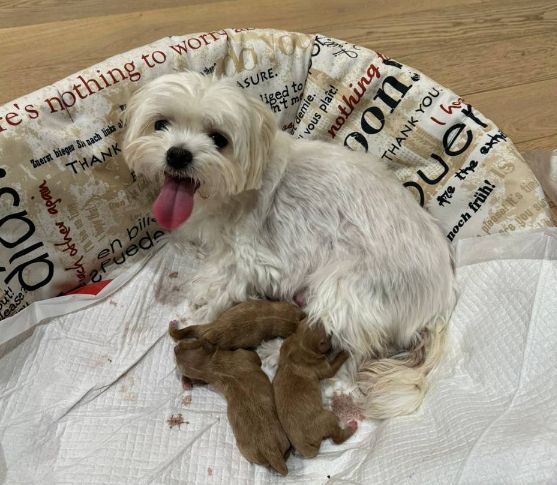 Maltipoo Welpen Verkauf