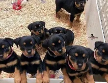 Rottweiler-Welpen suchen liebevolles Zuhause