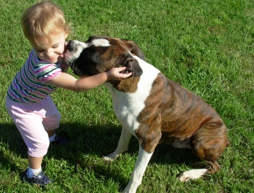 Wunderschöne Boxer Welpen ,