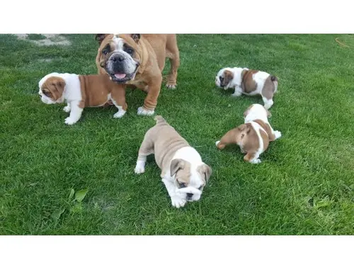 Englische Bulldogge Welpen-