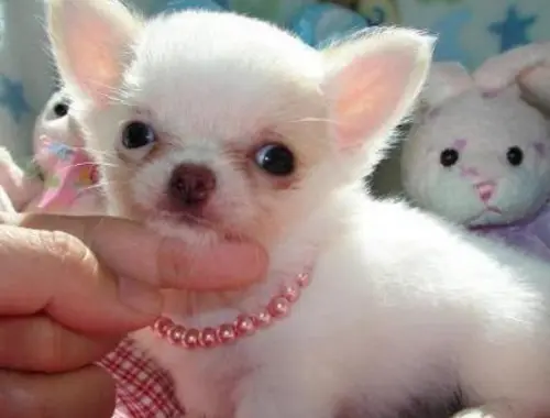 MINI chihuahua-