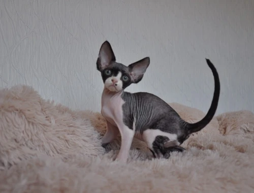 Devon Rex Kätzchen