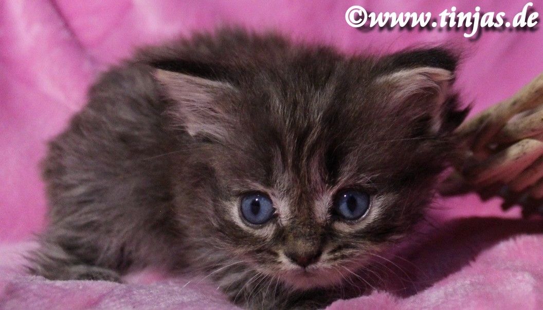 Britisch Langhaar Katzenbaby in golden tabby mit grünen Augen