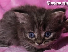 Britisch Langhaar Katzenbaby in golden tabby mit grünen Augen