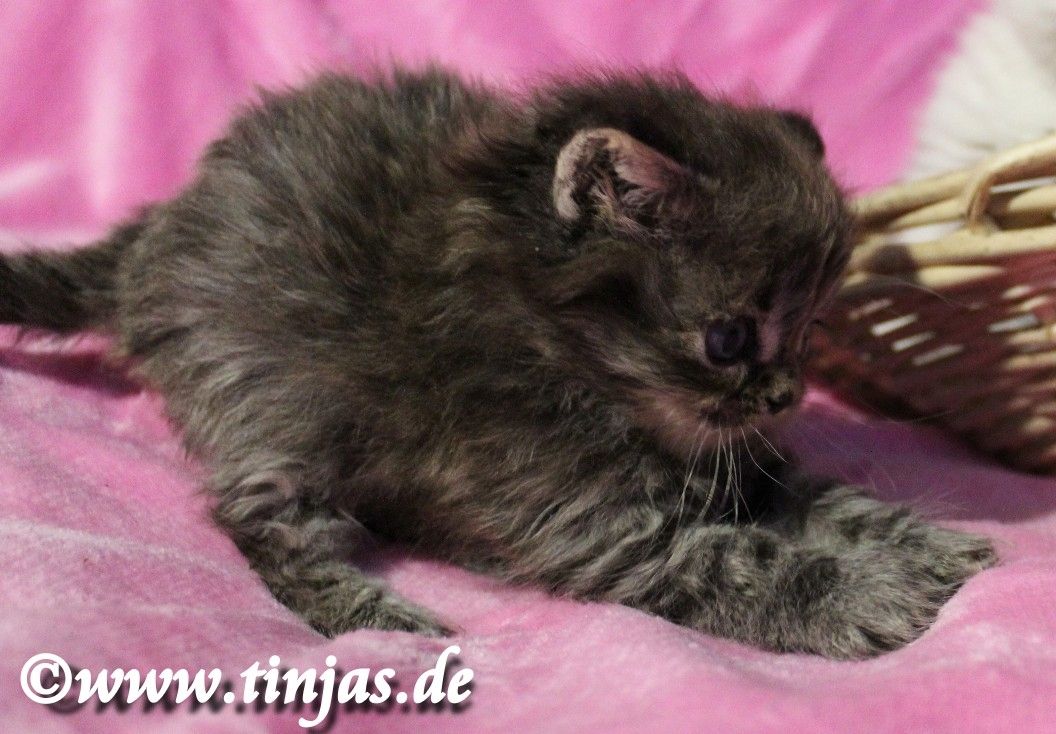 Britisch Langhaar Katzenbaby in golden tabby mit grünen Augen