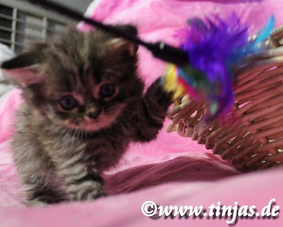 Britisch Langhaar Katzenbaby in golden tabby mit grünen Augen