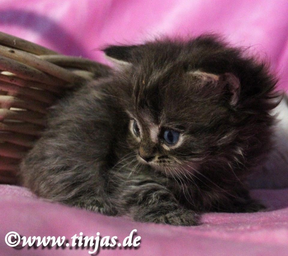 Britisch Langhaar Katzenbaby in golden tabby mit grünen Augen