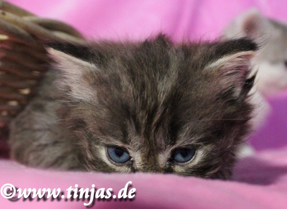 Britisch Langhaar Katzenbaby in golden tabby mit grünen Augen