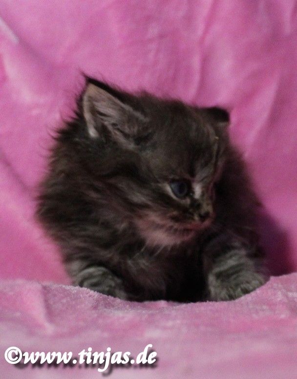 Britisch Langhaar Katzenbaby in golden tabby mit grünen Augen