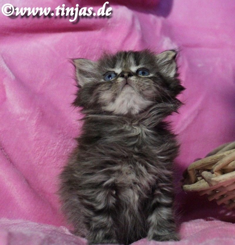 Britisch Langhaar Katzenbaby in golden tabby mit grünen Augen