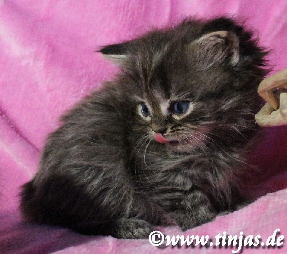 Britisch Langhaar Katzenbaby in golden tabby mit grünen Augen