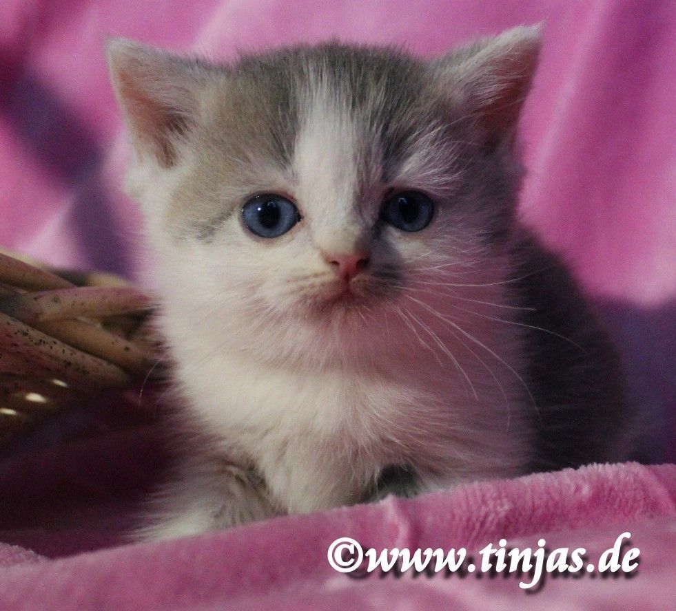 Britisch Kurzhaar Katzenbaby in blue golden tabby-white mit grünen Augen