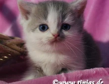 Britisch Kurzhaar Katzenbaby in blue golden tabby-white mit grünen Augen