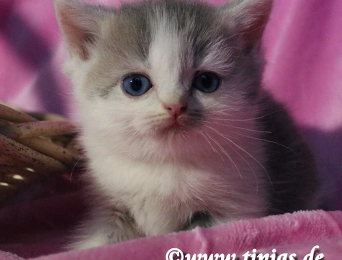 Britisch Kurzhaar Katzenbaby in blue golden tabby-white mit grünen Augen