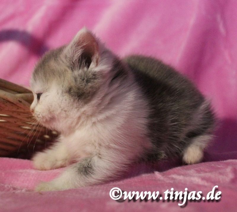 Britisch Kurzhaar Katzenbaby in blue golden tabby-white mit grünen Augen