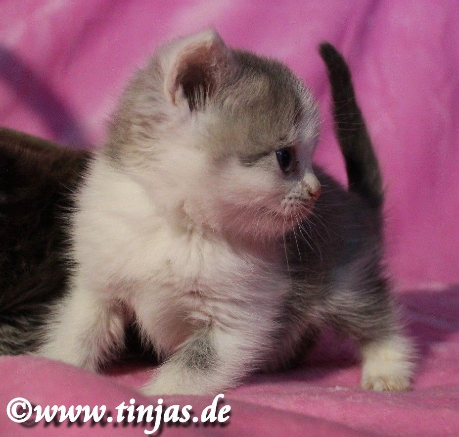 Britisch Kurzhaar Katzenbaby in blue golden tabby-white mit grünen Augen