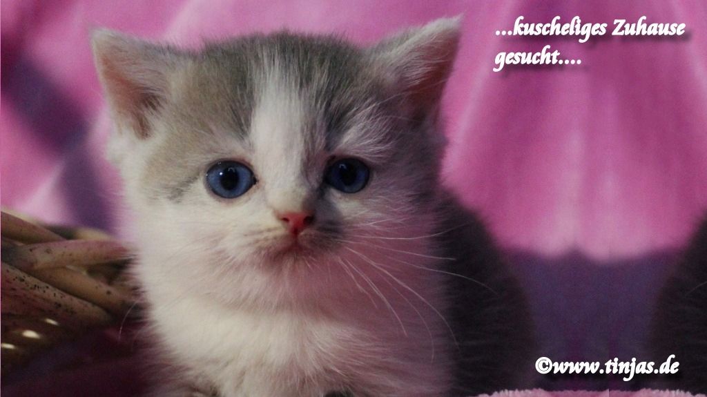 Britisch Kurzhaar Katzenbaby in blue golden tabby-white mit grünen Augen