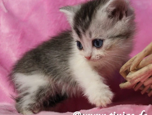 Traumhaft schönes Britisch Kurzhaar  Kater(chen) in black silver tabby-white mit grünen Augen