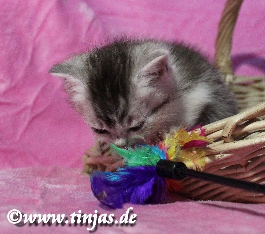 Traumhaft schönes Britisch Kurzhaar  Kater(chen) in black silver tabby-white mit grünen Augen Traumhaft schönes Britisch Kurzhaar  Kater(chen) in black silver tabby-white mit grünen Augen