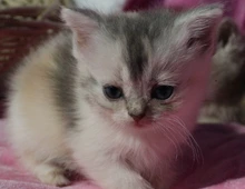 Britisch Kurzhaar Mädchen in der Farbe blue silver torbie -white mit grünen Augen