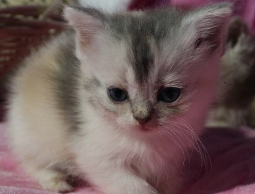 Britisch Kurzhaar Mädchen in der Farbe blue silver torbie -white mit grünen Augen