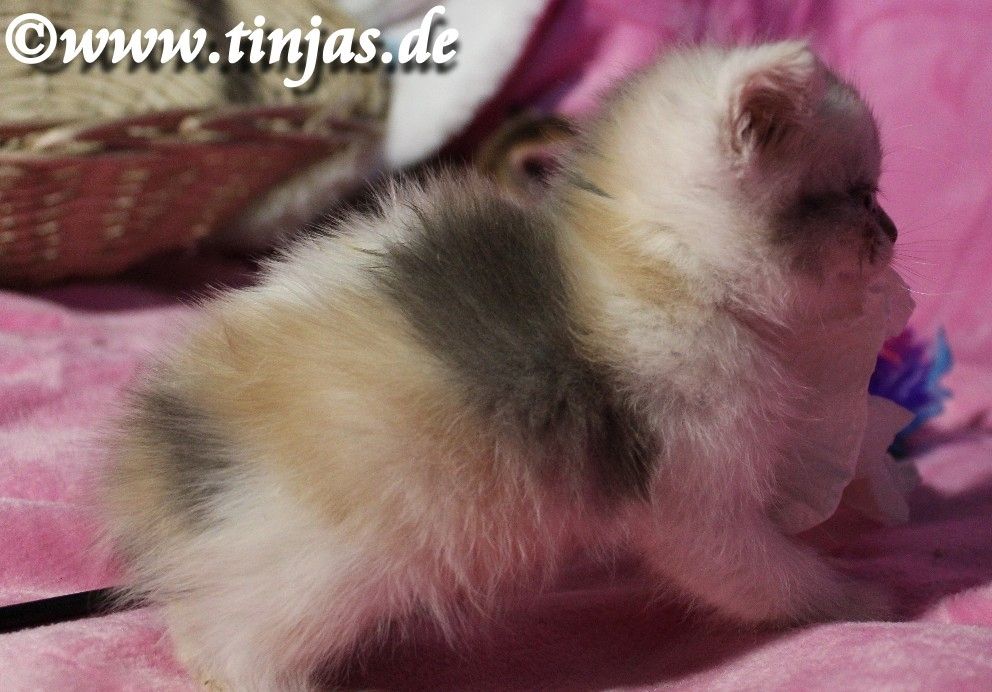 Britisch Kurzhaar Mädchen in der Farbe blue silver torbie -white mit grünen Augen