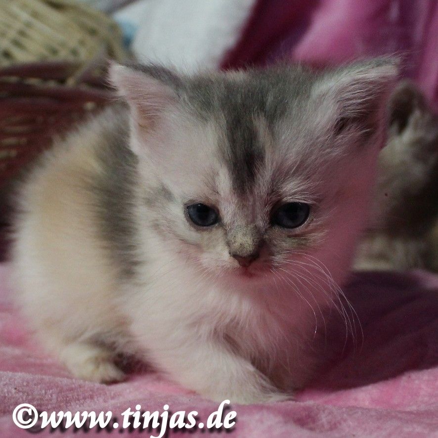 Britisch Kurzhaar Mädchen in der Farbe blue silver torbie -white mit grünen Augen