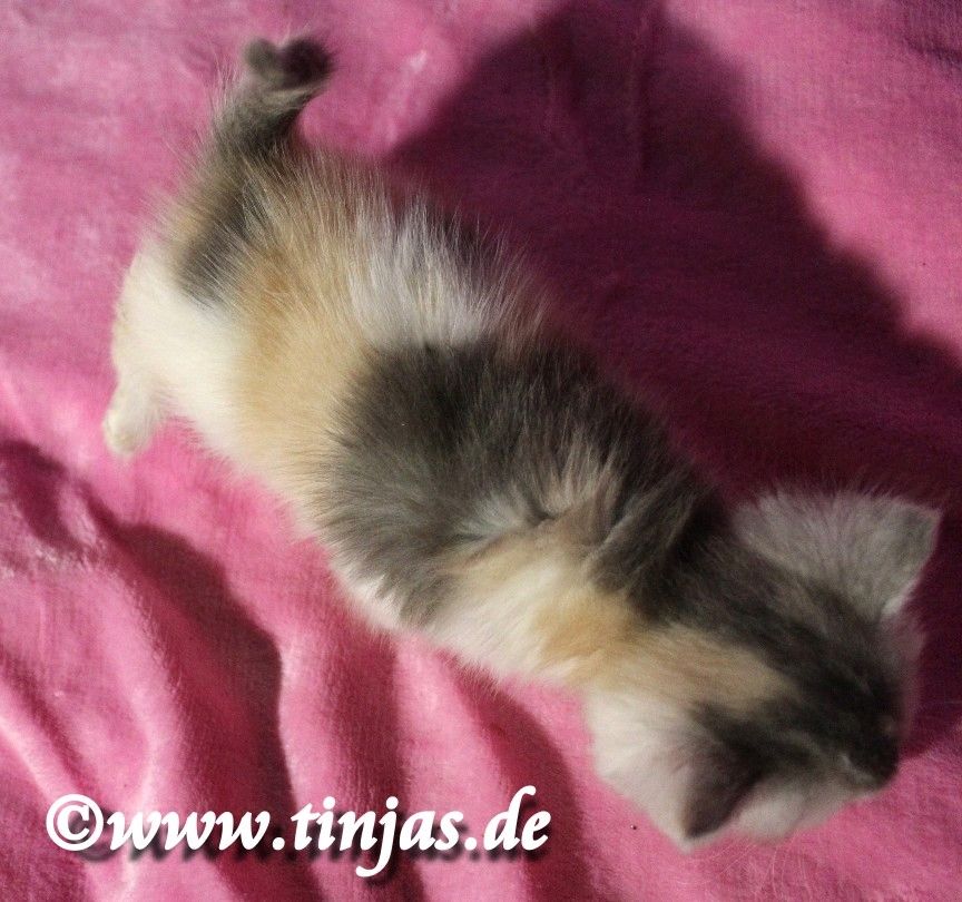 Britisch Kurzhaar Mädchen in der Farbe blue silver torbie -white mit grünen Augen