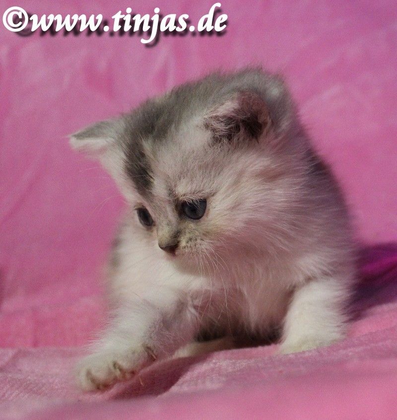 Britisch Kurzhaar Mädchen in der Farbe blue silver torbie -white mit grünen Augen