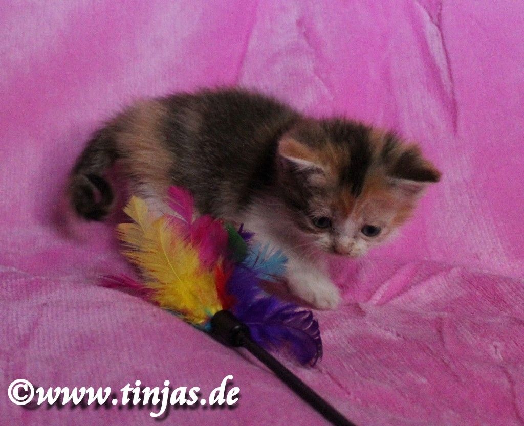 Kleine kunterbunte Britisch Kurzhaar Hexe sucht Familie zum um die Pfote wickeln....