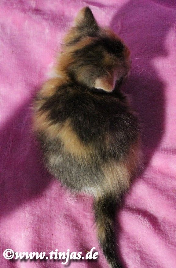 Kleine kunterbunte Britisch Kurzhaar Hexe sucht Familie zum um die Pfote wickeln....