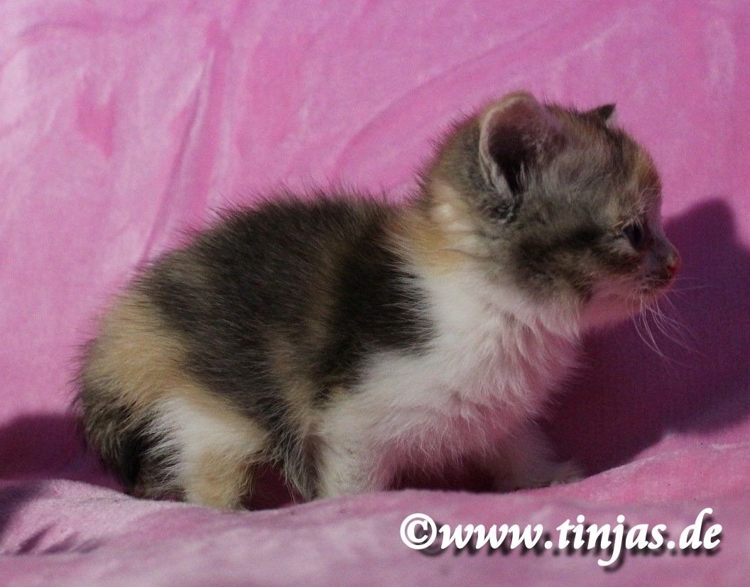 Kleine kunterbunte Britisch Kurzhaar Hexe sucht Familie zum um die Pfote wickeln....